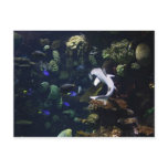 Life Aquatic Post Card