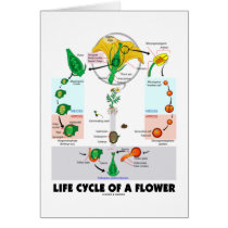 Life Cyle Of A Flower (Angiosperm)