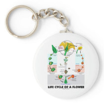 Life Cyle Of A Flower (Angiosperm)