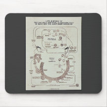 Life History Of The Malaria Parasite Plasmodiume V Mousepads