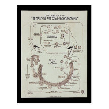 Life History Of The Malaria Parasite Plasmodiume V Post Cards