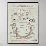 Life History Of The Malaria Parasite Plasmodiume V Poster