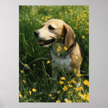LIfe is Good... Print