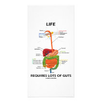 Life Requires Lots Of Guts (Digestive System)