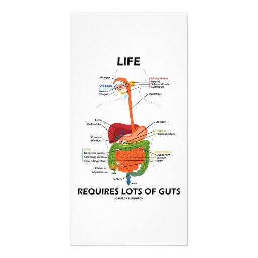 Life Requires Lots Of Guts (Digestive System) Photo Greeting Card