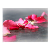 Light and Dark Pink Rose Petals "Floating" Closeup Post Card