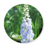 Light Blue Delphinium  Magnet