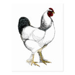 Light Brahma Rooster - Elegant Vintage Chicken Postcards