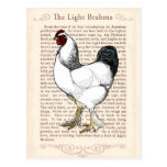 Light Brahma Rooster Vintage Country Classic Postcard