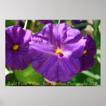 "Light From Within" LT Poster