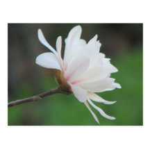 Light Magnolia Centennial Post Card
