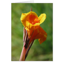 Light orange cards