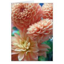 light peach dahlias cards
