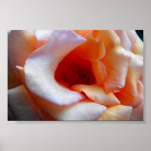 Light Peach Rose Close-up Posters