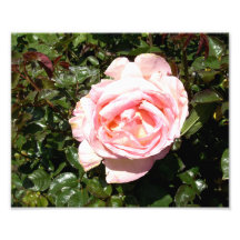 Light Pink Rose Art Photo