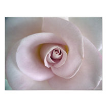 Light Pink Rose photo art print