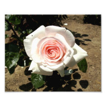 Light Pink Rose Photograph