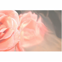 Light pink rose reflection in silver photo sculpture