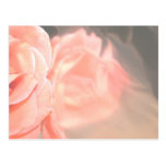 Light pink rose reflection in silver post card