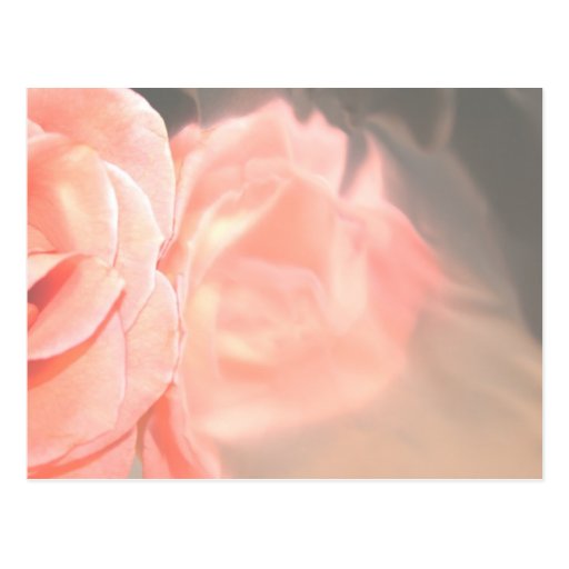 Light pink rose reflection in silver post card