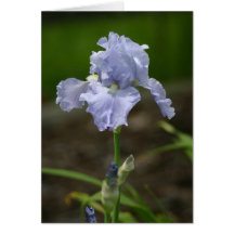 Light Purple Iris Cards