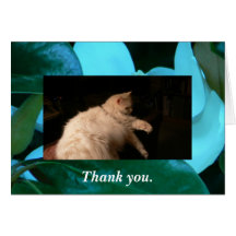 Light & Shadow Cat Cards