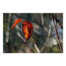 Light through Autumn’s Last Stand Photographic Print