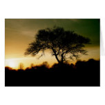 Light Through the Branches Card