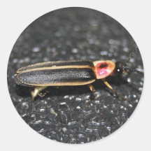 Lightning Bug sticker