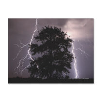 Lightning Strikes In The Sky Behind A Tree Postcard