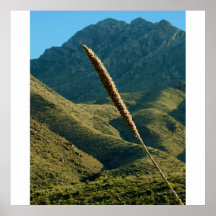 Like A Feather Poster/Print