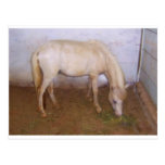 Lil Pony-2 Postcards
