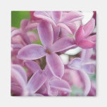 Lilac Bloom In Early Spring Refrigerator Magnets