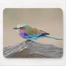 Lilac-breasted roller (Coracias caudata) Mousepad