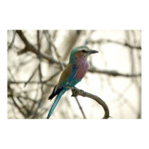 Lilac Breasted Roller posters