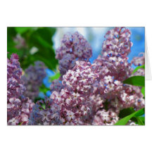 Lilac Card 1
