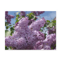 Lilac cluster postcard
