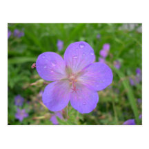 lilac Flower postcard