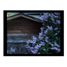 Lilac Flowers & Old Wood Mini Print Postcard