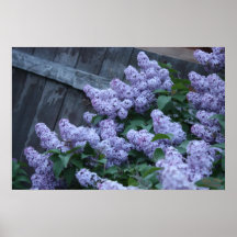 Lilac Flowers & Old Wood Poster