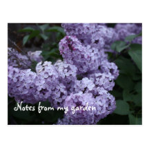 Lilac Flowers Postcard