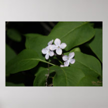 Lilac Flowers Poster