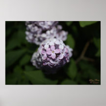Lilac Flowers Poster