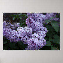 Lilac Flowers Poster