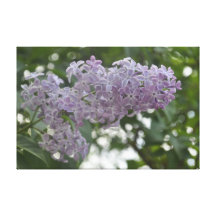 Lilac Flowers Purple lavander lavender Canvas Gallery Wrapped Canvas