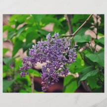 Lilac Full Color Flyer