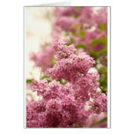 Lilac Greeting Card