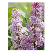 Lilac P5390 Postcard