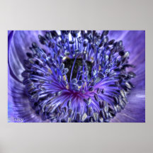 Lilac Poppy Seeds Print