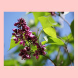 Lilac posters